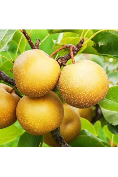 Термін дозрівання плодів Коко Суї: середина серпня – початок вересня